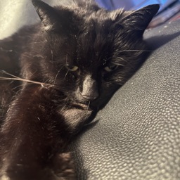 Apollo's Profile Picture